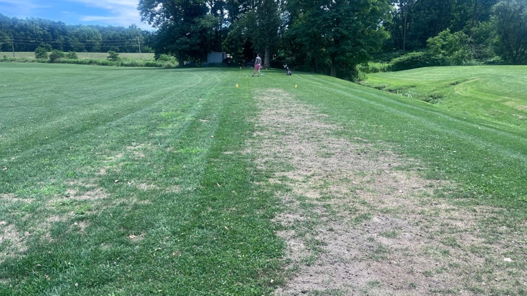 Over-seeded tees area 