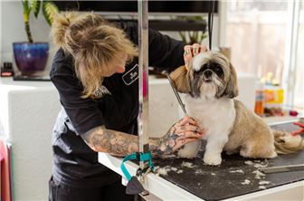 Profitable Pet Grooming & Boarding Excellent Reviews, Motivated Seller