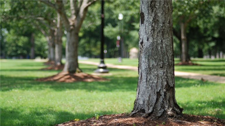 Fiegen Tree Service – Established Tree Removal Business for Sale in South Dakota