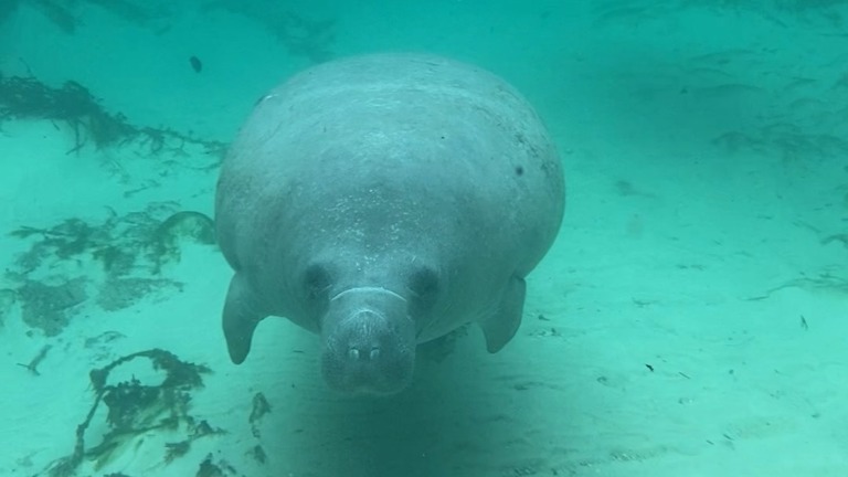 Manatees