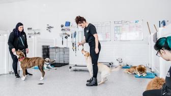 Dog Training Biz for Sale in San Diego