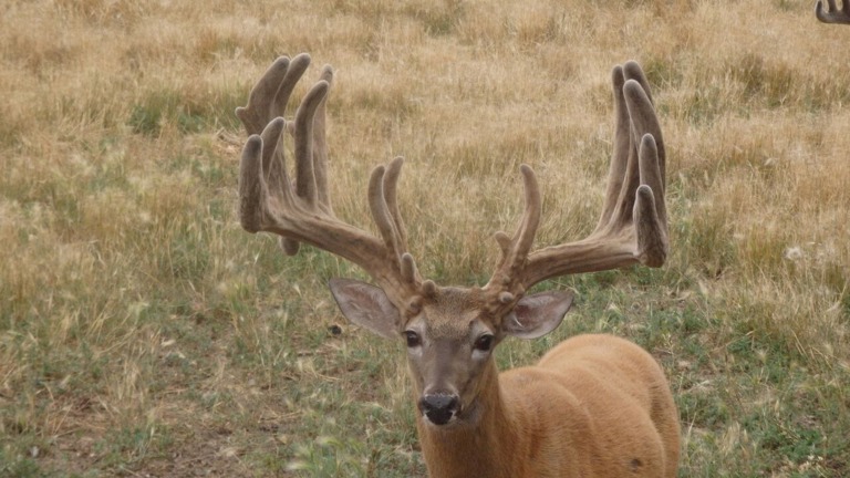 Whitetail
