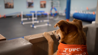 Established Dog Training Franchise, Deeply discounted for quick sale