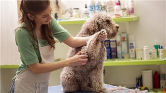 Profitable Dog Grooming Salon – 30+ Yrs in Business – SBA Prequalified