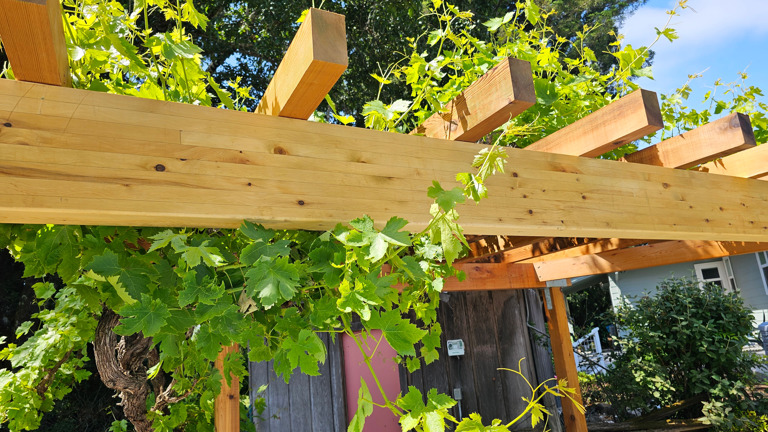 Grape Arbor