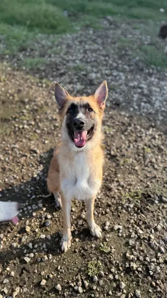 Premier Dog Daycare & Boarding Facility in DFW