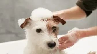 Beautiful Turn-Key Pet Grooming and Self-Service Bathing in FL