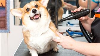 Beautiful Turn-Key Pet Grooming and Self-Service Bathing in FL