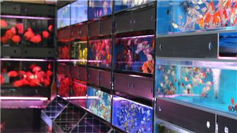 Recent Build-Out Fish And Exotic Pet Store For Sale