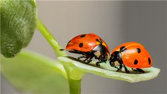 Smart AgTech SaaS for Weed, Insect & Crop Monitoring (AI training)