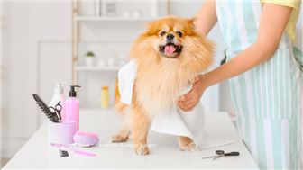 Busy Pet Salon Including Commercial Condo Unit