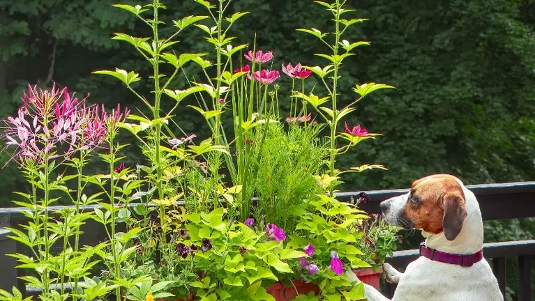 Master Gardner Inspection 