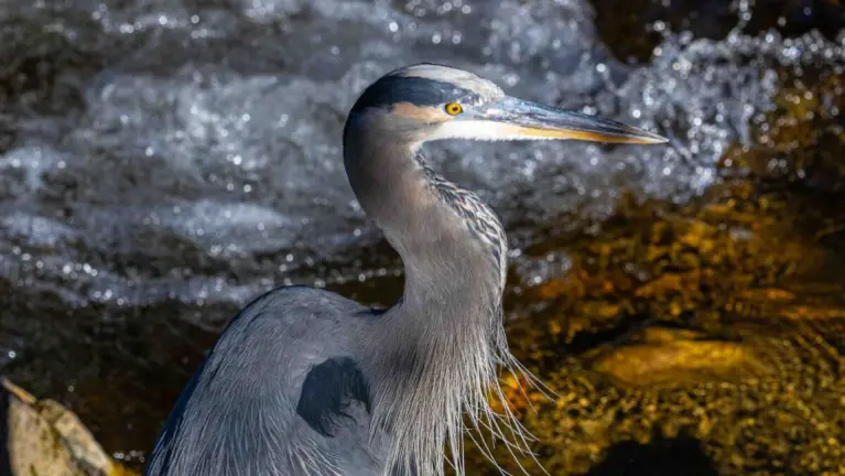 Frequent summer visitor 