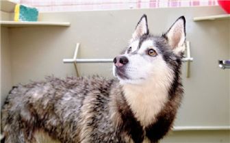 Dog Grooming Business for Sale – Established, Turnkey Operation