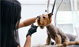 Pet Grooming Biz w/ $420K Sales | Turnkey