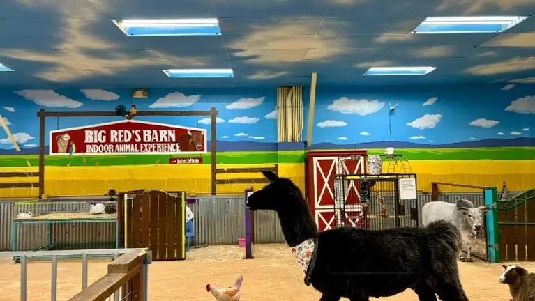 Hands-on animal interactions