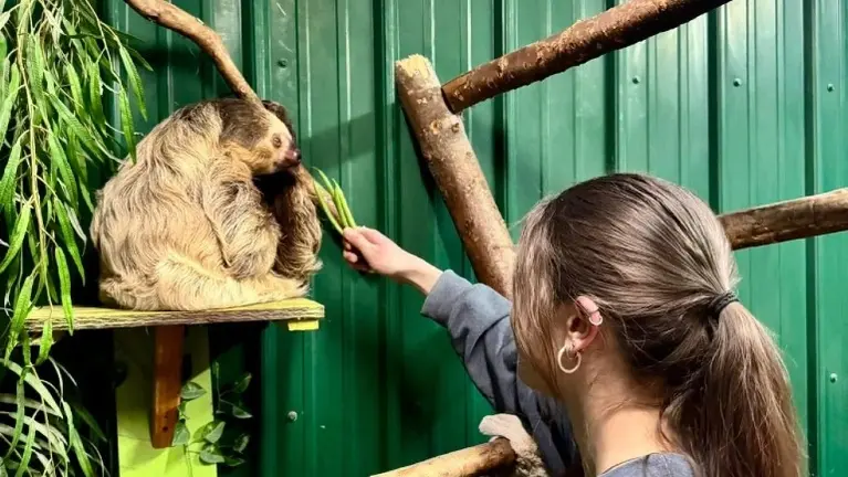 Hands-on sloth encounters