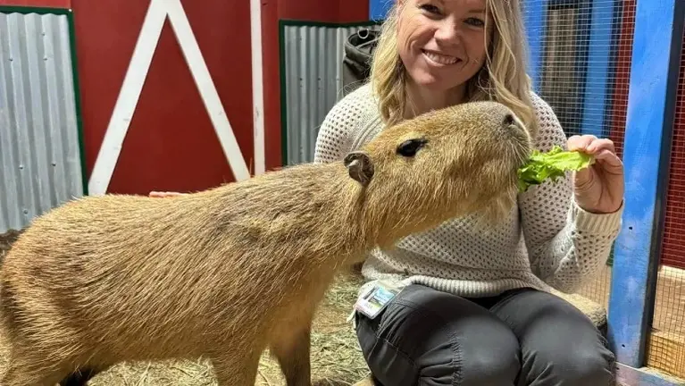 Hands-on capybara encounters