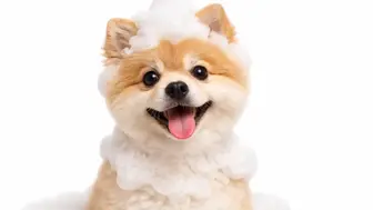 Amazing Pet Grooming Salon – Established & Growing