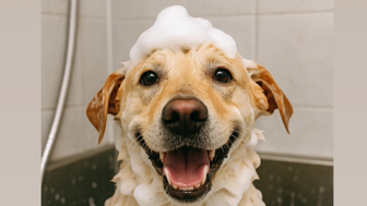 AMAZING Pet Grooming Store 
