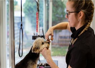 Profitable Absentee-Owned Dog Day Care in Northern Illinois