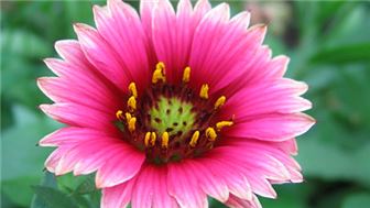 25+ Year Floral & Gift Company - $205,000 Cash Flow
