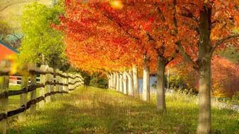 North Jersey Shore - Tree Care Company - 75 Years in Business