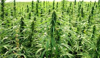 Professionally Managed Highly Profitable Indoor Grow & Real Estate