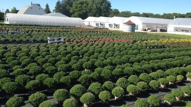 4000 Mums