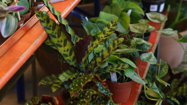 Houseplants & pots