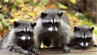 Wildlife Removal & Pest Control (San Antonio & Houston)
