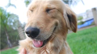 Dog and Cat Dental Services