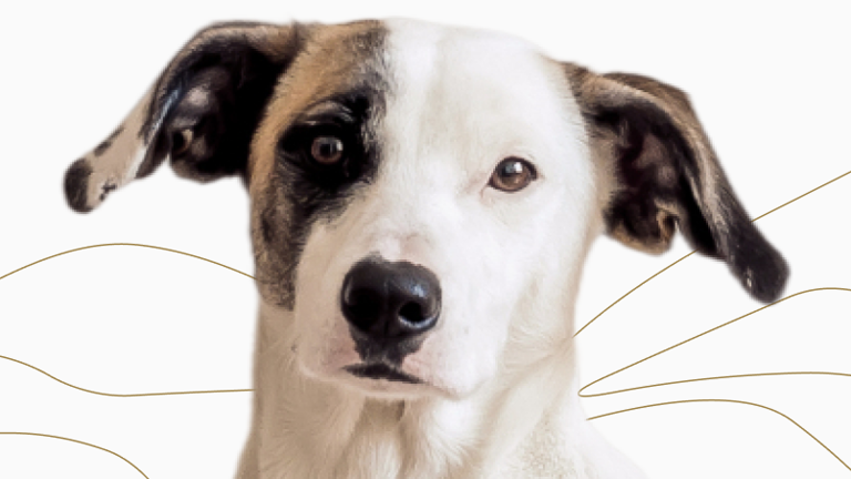 Natural Pet Product line 