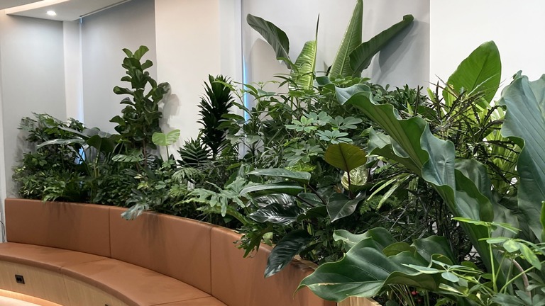 Office plant installation and ongoing care