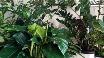Established Flower Shop in Bergen County