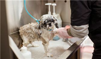 Full-Service and Self-Service Pet Wash and Grooming Salon