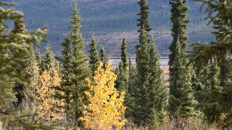 Color changing in the Fall 