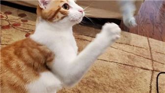 Cat Sitting Service Bay Area Professional In-Home Cat Care