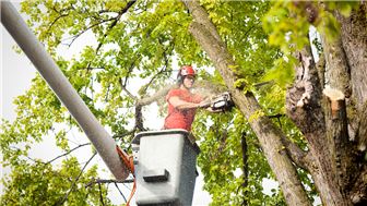 New York Tree Service Business For Sale