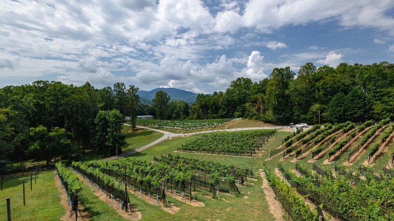 vineyard view