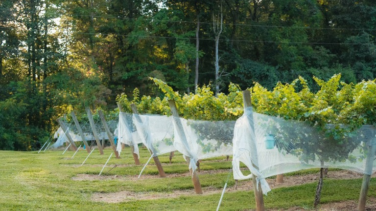 Vineyards