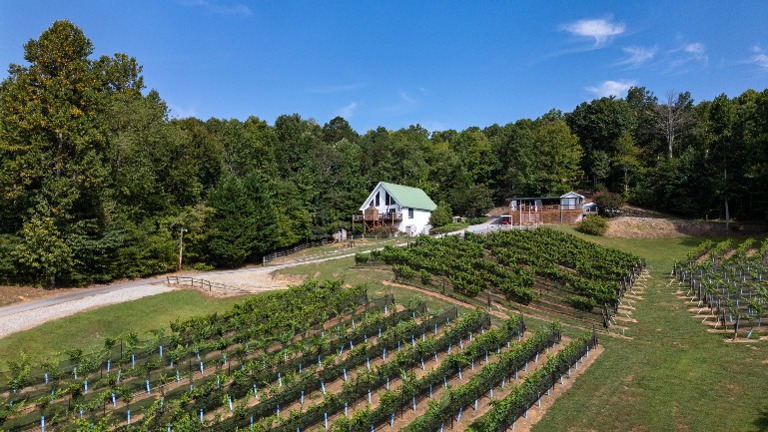 vineyard view from gazebo
