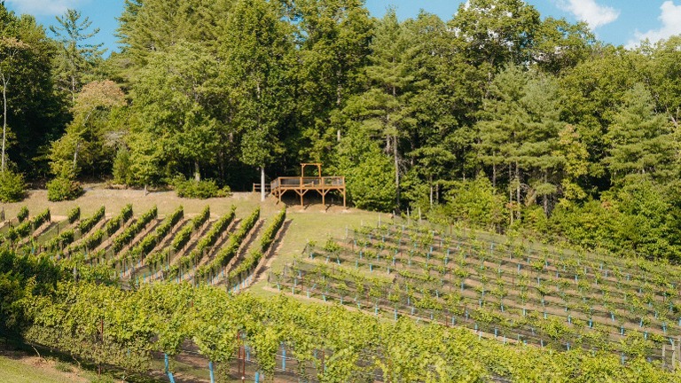 Vineyards