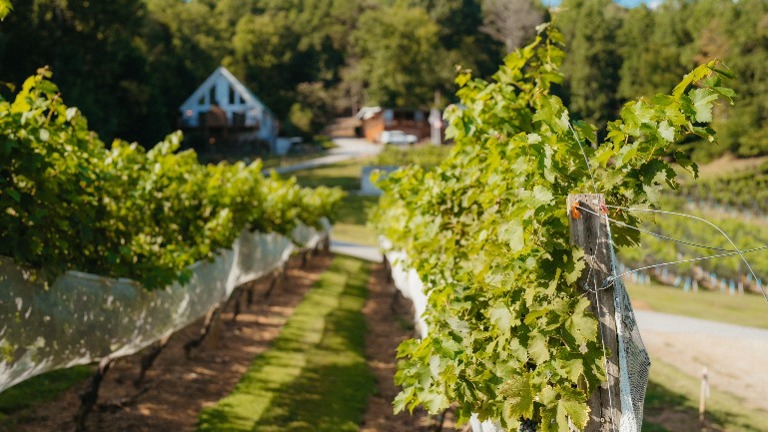 View of the lodge from below vineyards