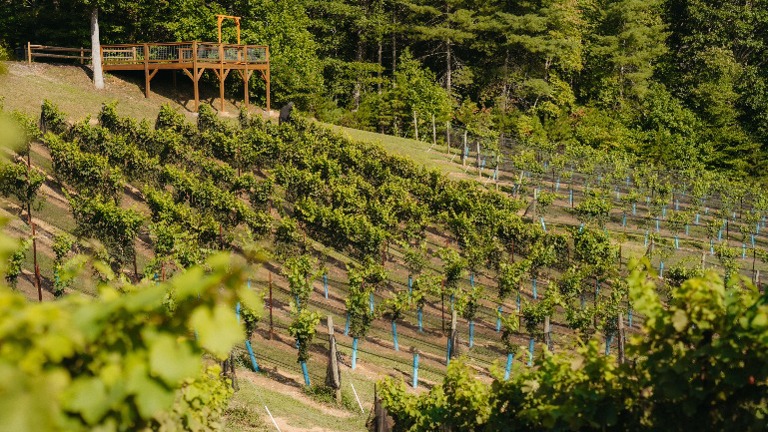 Vineyard by Deck