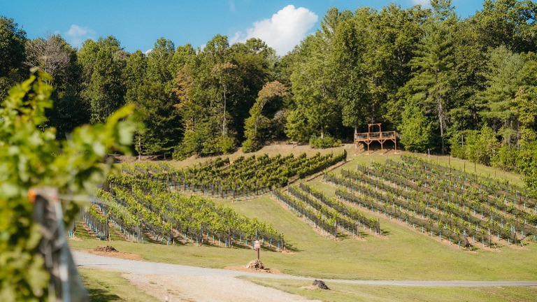 Vineyards