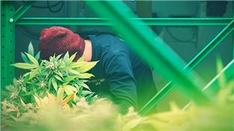 Fully Approved Cannabis Vertical Licenses Class 1,2,5 in North Jersey