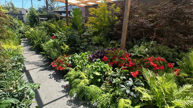Shade and Patio