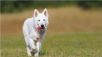 Fabulous Dog Training & Boarding Facility