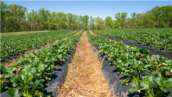 California Distributor of Agricultural & Safety Gear Wholesaler